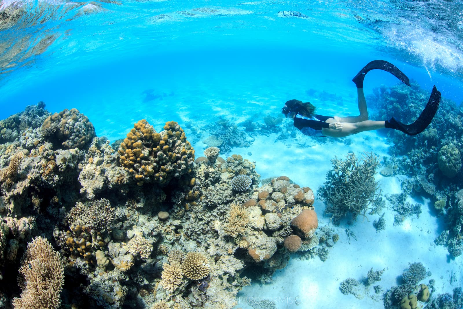 Focus Snorkeling